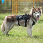 Durable Dog Harness